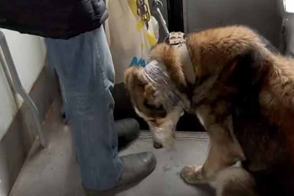 собака обмотані щелепи скотчем