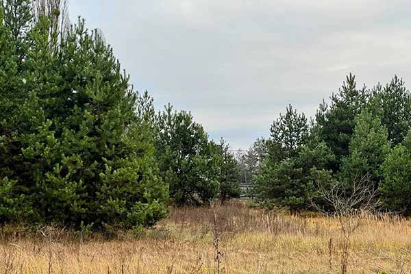  самозалісені земельні ділянки