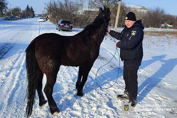 поліцейські відшукали зниклого коня