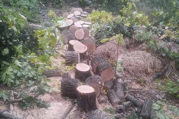 За незаконну порубку дерев зі збитками у понад 300 тис грн судитимуть двох жителів Полтавщини