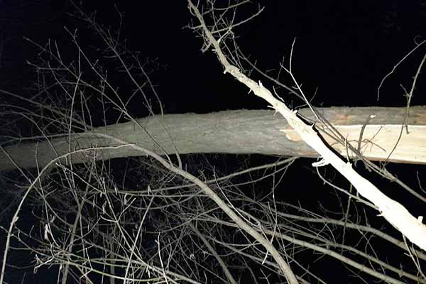 Трагедія на Полтавщині: під час спилювання дерева смертельно травмувався чоловік