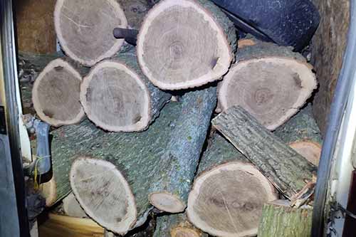 На Полтавщині затримано чергового «чорного лісоруба»