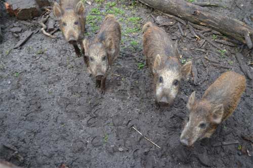 На Полтавщині розпочався облік мисливської фауни