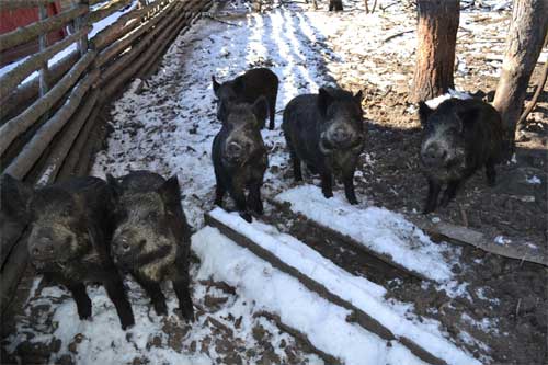 На Полтавщині завершується облік диких тварин