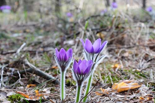 Мешканців Гребінківщини закликають не зривати первоцвіти 
