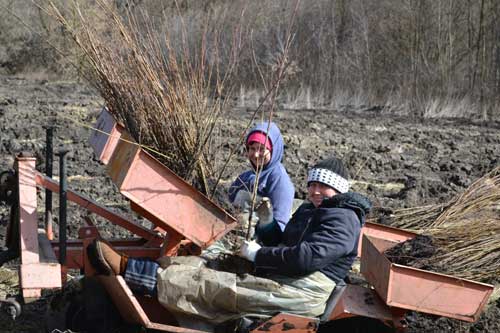 На Полтавщині уже посаджено 450 га лісу