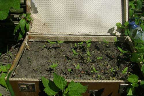 На Полтавщині чоловік вирощував коноплі у валізі