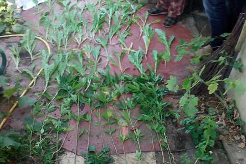 На Полтавщині міліціонери виявили посів маку та конопель