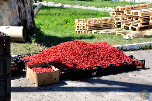 У Гребінці везуть, несуть і здають вишні на приймальні пункти