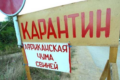 На Полтавщині ліквідовують новий спалах захворювання на «африканську чуму свиней»