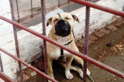 На Полтавщині собака роздерла шию дівчинці