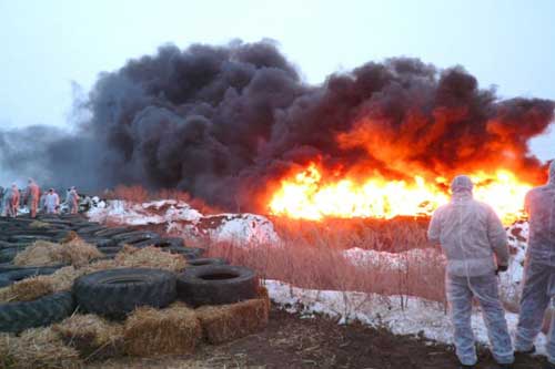 Гребінка, африканська чума 
