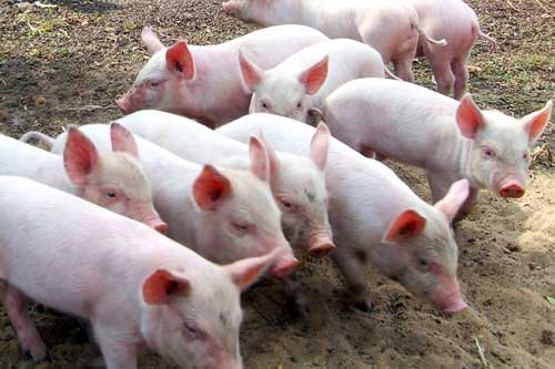 В магазинах Гребінки «розмели» за день всі морозильні камери, як тільки оголосили карантин у зв'язку з АЧС