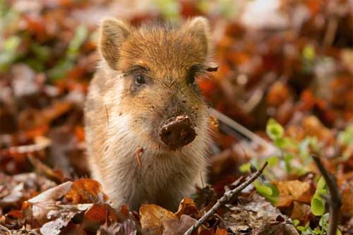 Полтавських фахівців насторожують трупи маленьких кабанчиків на випалених територіях Пирятинщини