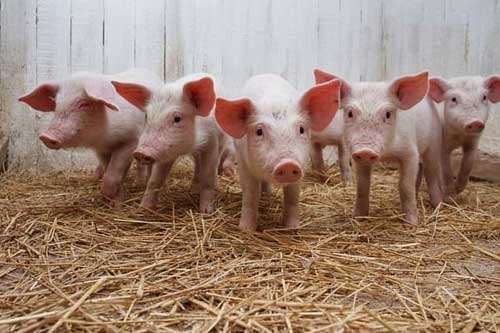 На Гребінківщині знято карантин щодо африканської чуми свиней