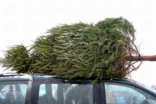 На Гребінківщині розпочинається сезон відловлювання "ялинкових браконьєрів"