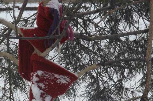 Полтавчанин рятує фруктові дерева, загортаючи у шалики