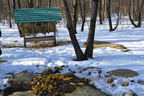 Полтавські єгері допомагають диким тваринам перезимувати