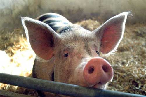 На Гребінківщині спіймали злодія, який викрав порося