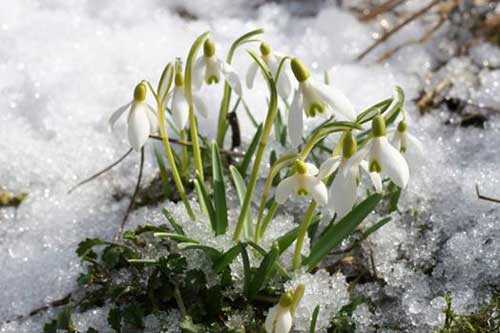 На Гребінківщині поліція попереджає про заборону продажу первоцвіту