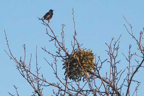 На Полтавщину прилетіли шпаки