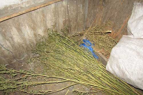 У полтавчанина вилучили більше п'яти кг коноплі