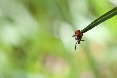 На Полтавщині від укусів кліщів постраждали 70 осіб
