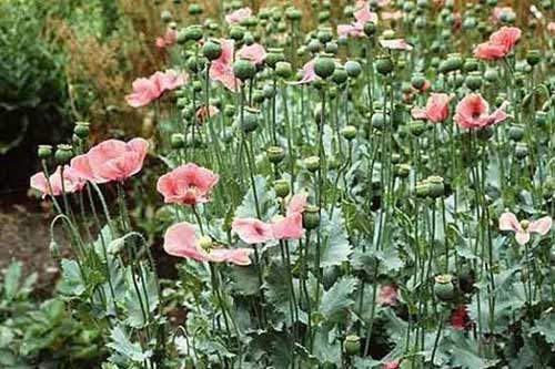 На Гребінківщині стартувала операція « Мак – 2016»