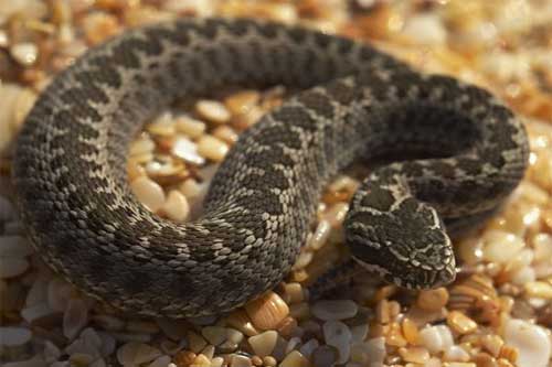 Як захиститися від отруйних плазунів, що поширені у Полтавській області