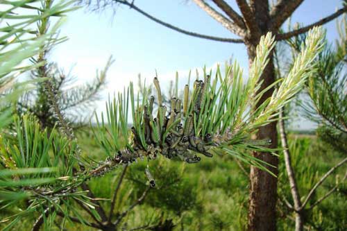 На Полтавщині провели винищувальні заходи в осередках рудого соснового пильщика