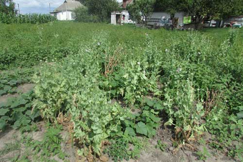 Близько 130 рослин маку посіяв та вирощував 36-річний полтавець на власному городі