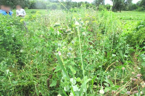 Полтавська поліція знайшла на городі пенсіонерки більше ста корінців снодійного маку