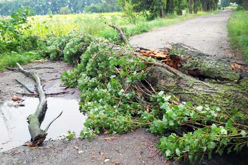 Гребінка, повалені дерева