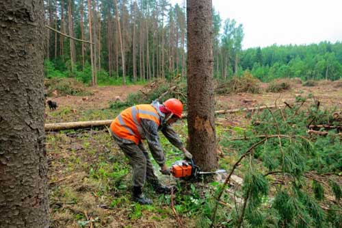 На Полтавщині можуть повністю заборонити вирубку лісу