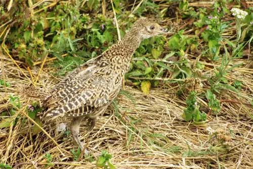150 маленьких фазанят випустили у дику природу мисливці на Гребінківщині