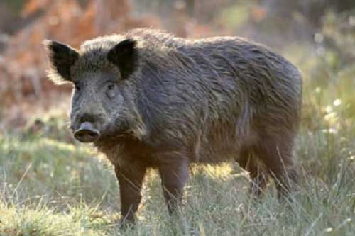 На Полтавщині проведуть санітарний відстріл диких кабанів