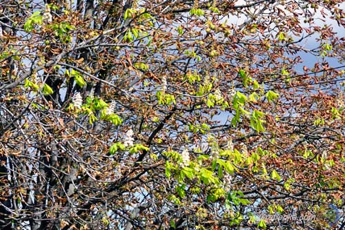 у Гребінці зацвіли каштани