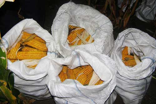 На Лубенщині неповнолітній мешканець сусіднього району викрав кукурудзу з поля