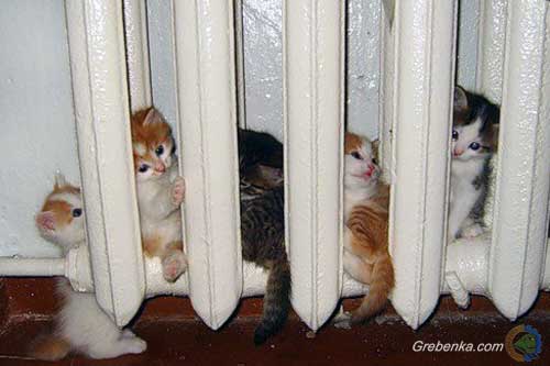 опалювальний сезон, Гребінка