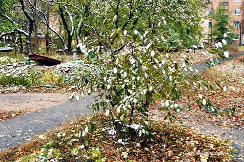 Гребінку притрусило першим снігом