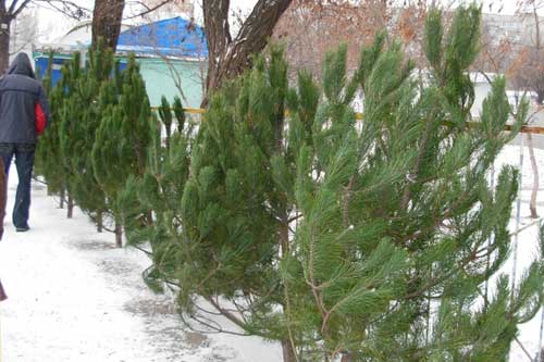 Стало відомо скільки коштуватиме новорічна ялинка на Полтавщині