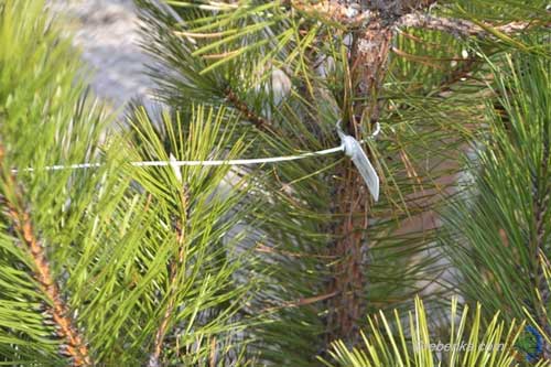 ДП «Пирятинський лісгосп» почав реалізацію новорічних ялинок