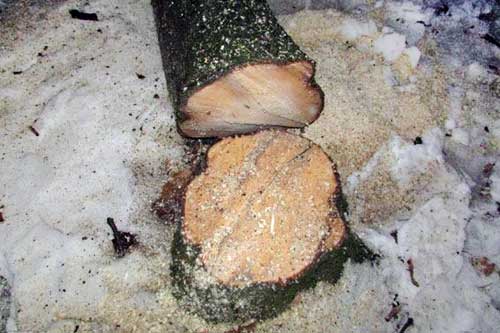 На Гребінківщині чоловіки займалися незаконною порубкою дерев