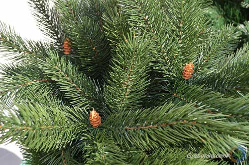 Придбати ялинку у Гребінці можна від 75