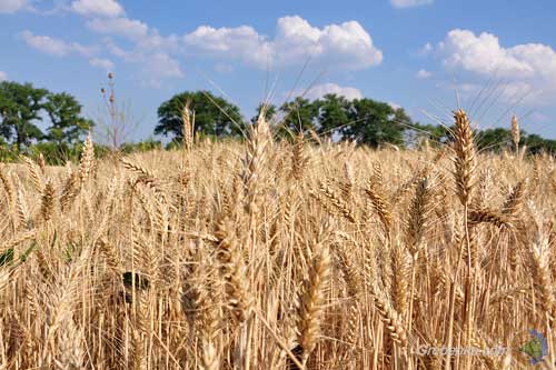 У минулому році власники паїв Полтавщини отримали більше 2,5 млрд. грн. орендної плати