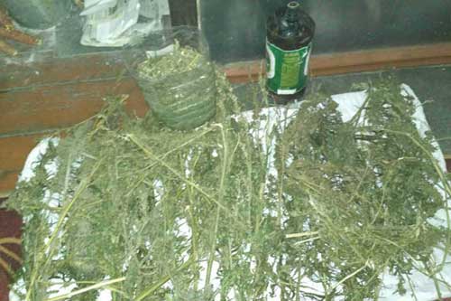 Із помешкання жителя Лубенщини поліцейські вилучили близько кілограма "канабісу"