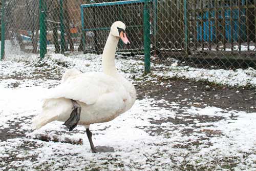 Лебідь, якого врятували на Гребінківщині, тимчасово житиме у спеціальному вольєрі