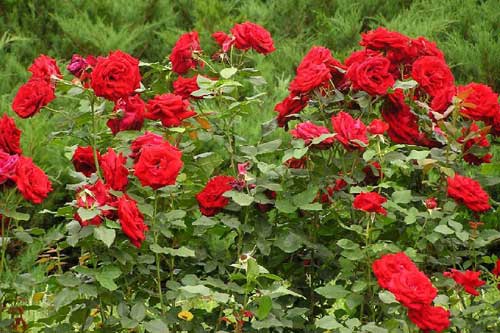 У Гребінці на клумбах можуть з'явилися сотні троянд