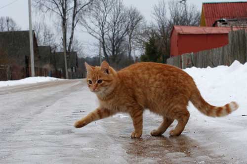 На дорогах Гребінківщини очікується ожеледиця