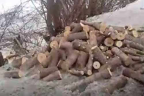 На Гребінківщині мешканець Глобино займався випилюванням деревини в лісопосадці